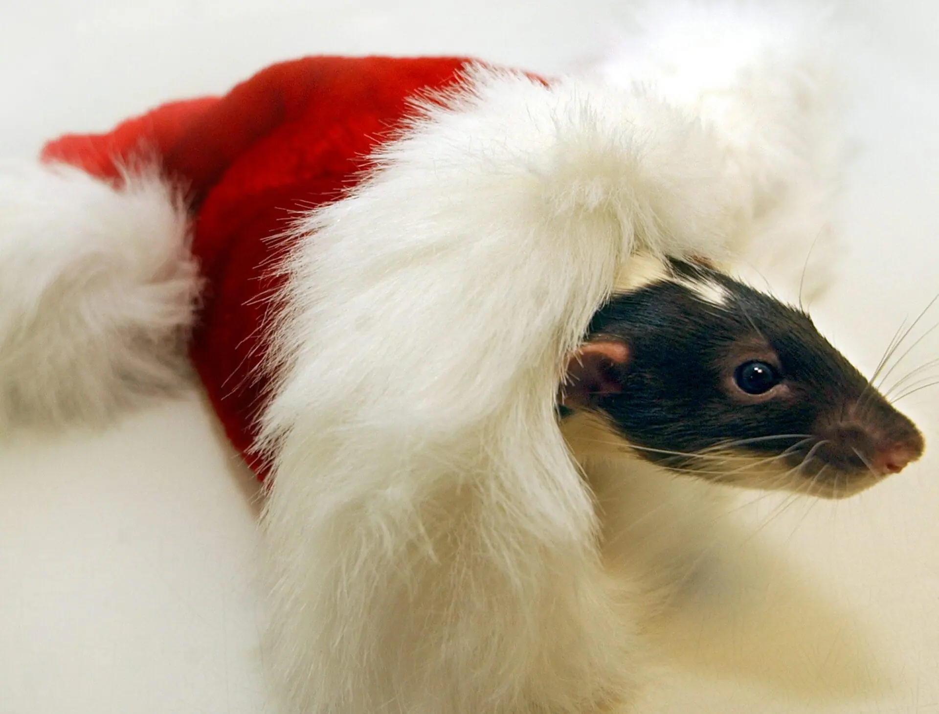 The Animal Rescue League of Boston seeks a home for rats to be adopted. Magma, a 1 year old, 1 pound rat sits inside a santa hat at the Animal Rescue League of Boston on December 15, 2006. (Photo by MediaNews Group/Boston Herald via Getty Images)