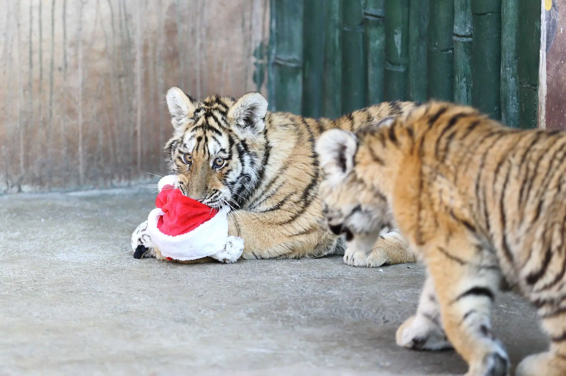 A tiger chews a Santa hat as the Safari Park celebrates the upcoming Christmas Day in Hangzhou, Zhejiang province of China. Feeders of Hangzhou Safari Park handed out Christmas hats to animals during the upcoming Christmas Day. (Photo by Visual China Group via Getty Images/Visual China Group via Getty Images)