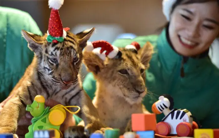 PHOTOS | Animals in Santa hats