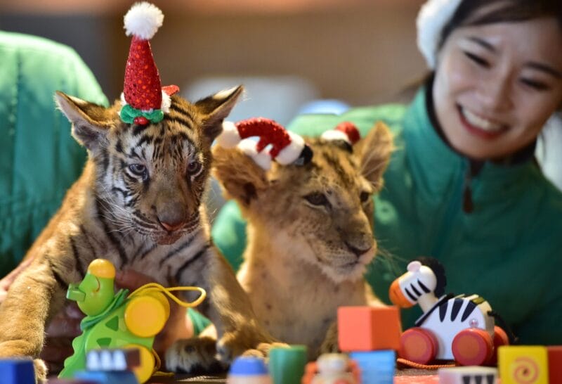 A baby lion named Dominjun (C) and a baby tiger named Jangbori (L) wear Santa Claus hats during a Christmas event at the Everland amusement park in Yongin, south of Seoul, on December 23, 2014. Everland, South Korea's largest amusement park, organized the event to mark the 100th day of the cats' birth to promote the Christmas festival season. (Photo by JUNG YEON-JE/AFP via Getty Images)