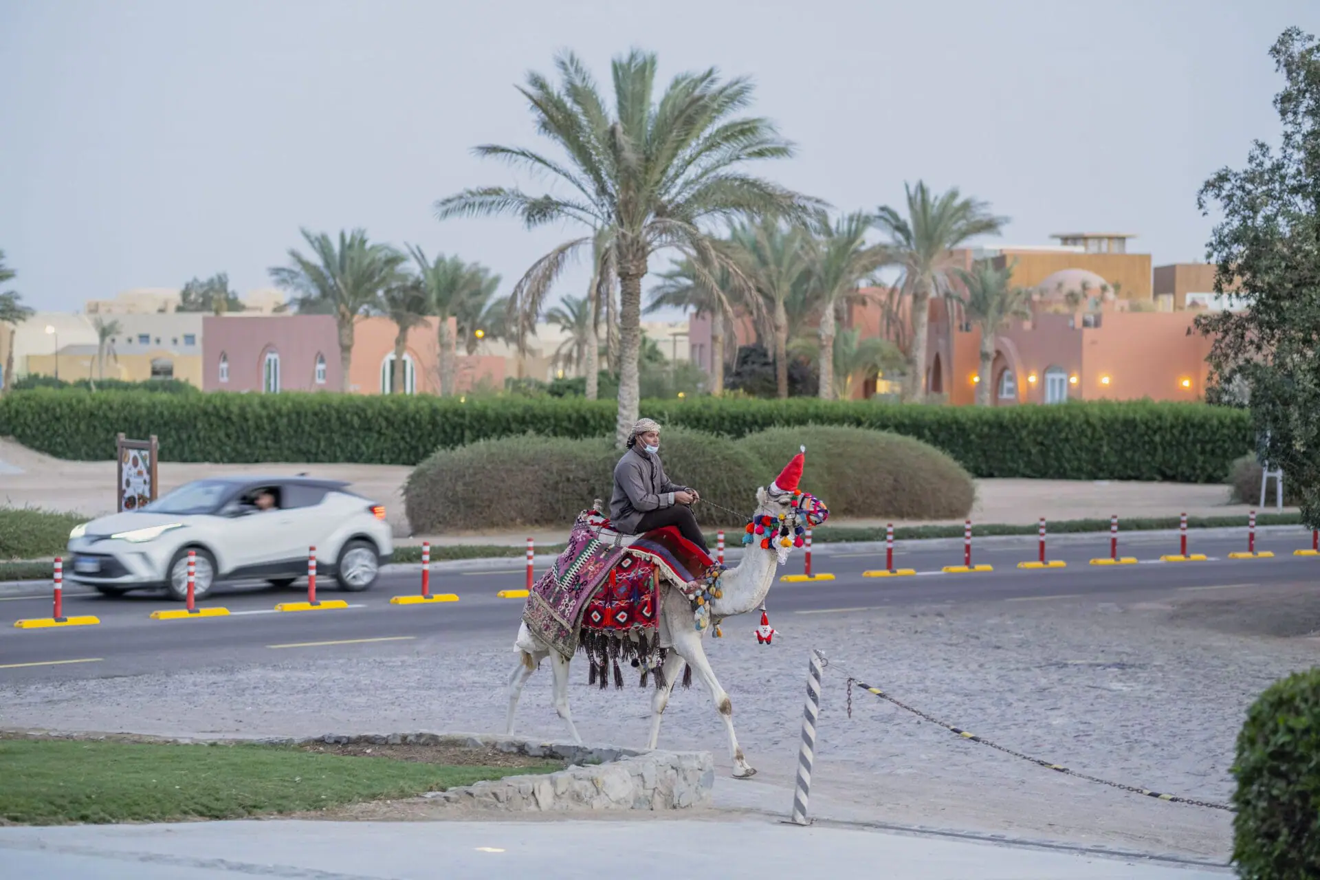 Man in a face mask and traditional clothing rides a white camel decorated with colorful tassels and a Santa hat. They are on a paved road with palm trees and buildings in the background. (Photo by Getty Images)