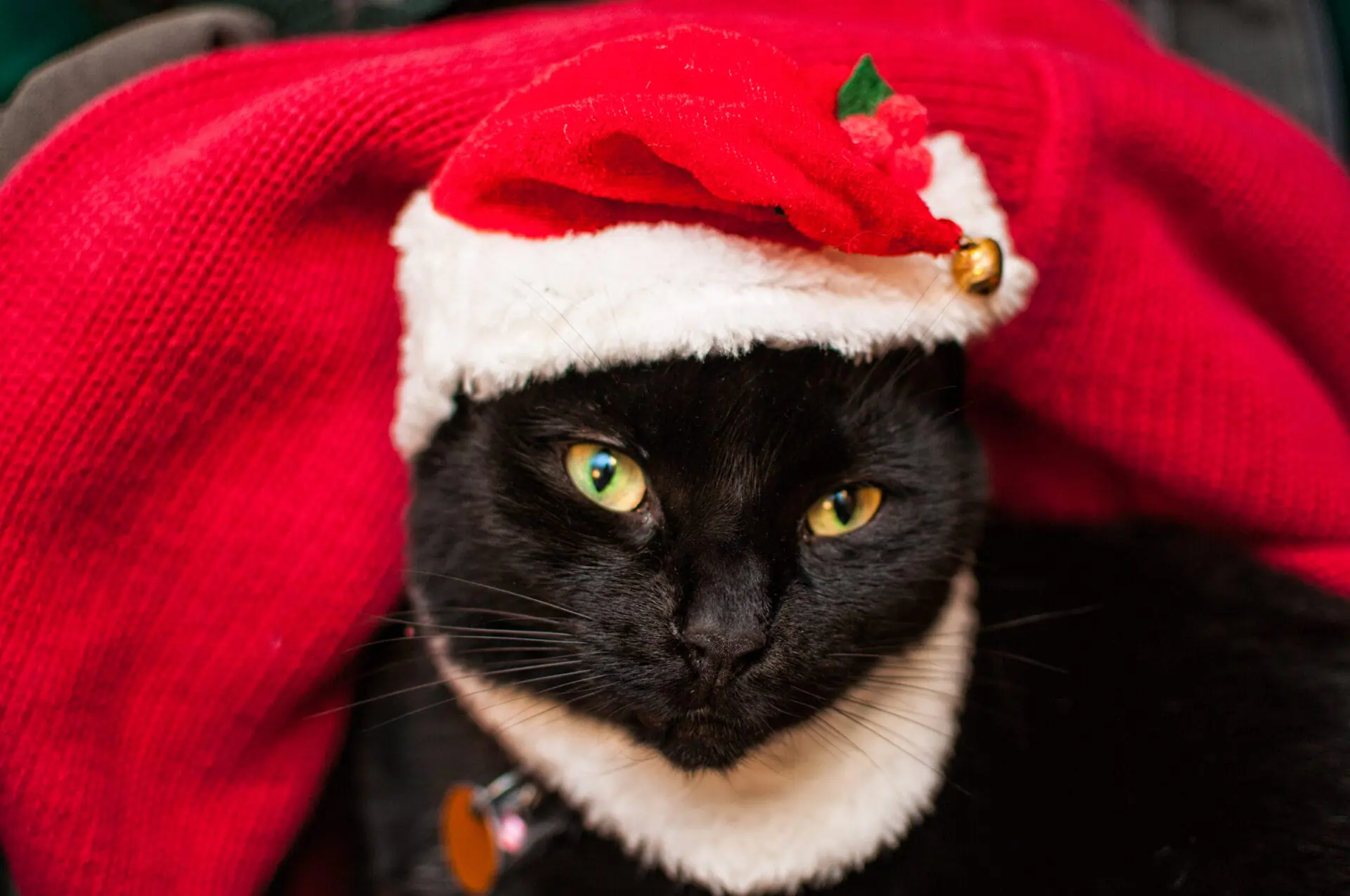 It's a cat in a hat! A black cat wears a Santa hat as part of a Christmas celebration. (Photo by SC photoqraphy/Getty Images)