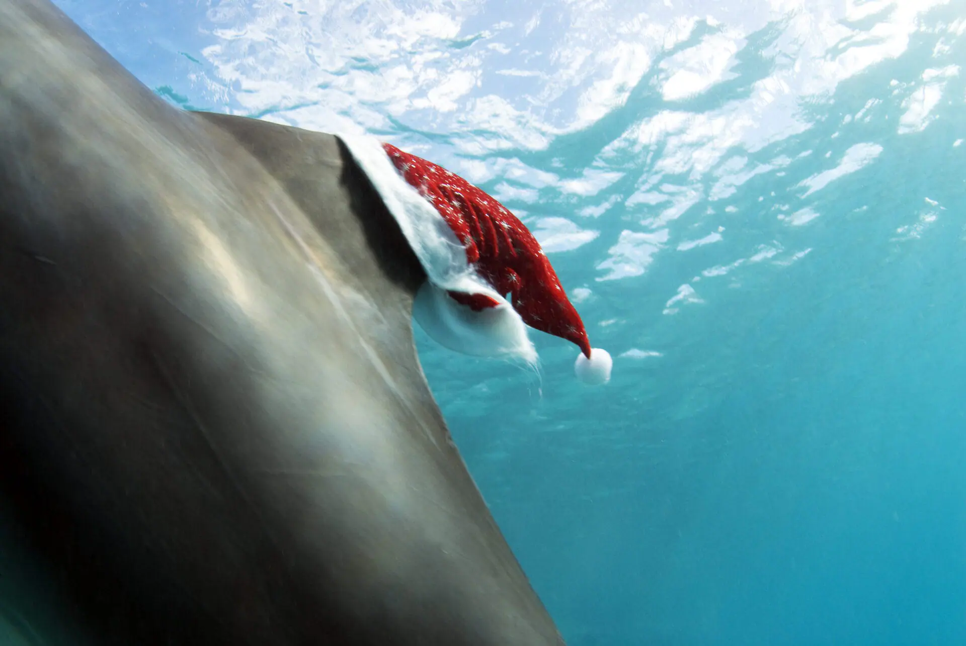 Santa hat on the dorsal fin of a swimming bottlenose dolphin, Tursiops truncatus, Dolphin Academy, Curacao, Netherlands Antilles, (Photo by Wild Horizons/Universal Images Group via Getty Images)