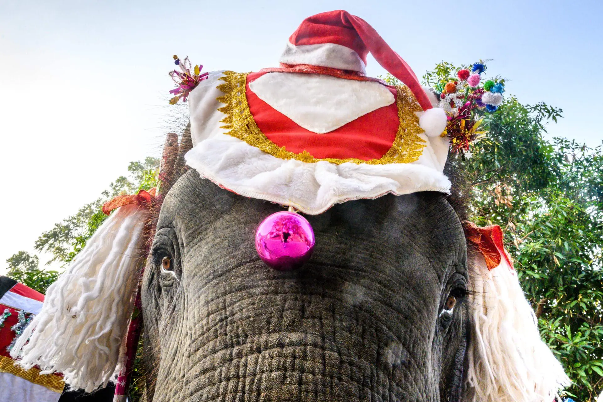 An elephant dressed in a Santa Claus costume is seen before a gift presentation to schoolchildren during Christmas celebrations in Ayutthaya on December 23, 2019. - Wearing red and white hats and a string of bells, Thai elephants passed out Christmas gifts to hundreds of schoolchildren on Monday despite growing criticism over using the animals in performances. The annual festive event is organised by a nearby elephant park, whose mahouts or handlers started in the early morning dressing the animals. Thailand is largely Buddhist but decorative celebrations around Christmas are common especially at big name malls. In addition to Santa Claus hats and reindeer bells the elephants were outfitted with strands of white rope at the top of their trunks to resemble a white beard. (Photo by Mladen ANTONOV / AFP) (Photo by MLADEN ANTONOV/AFP via Getty Images)