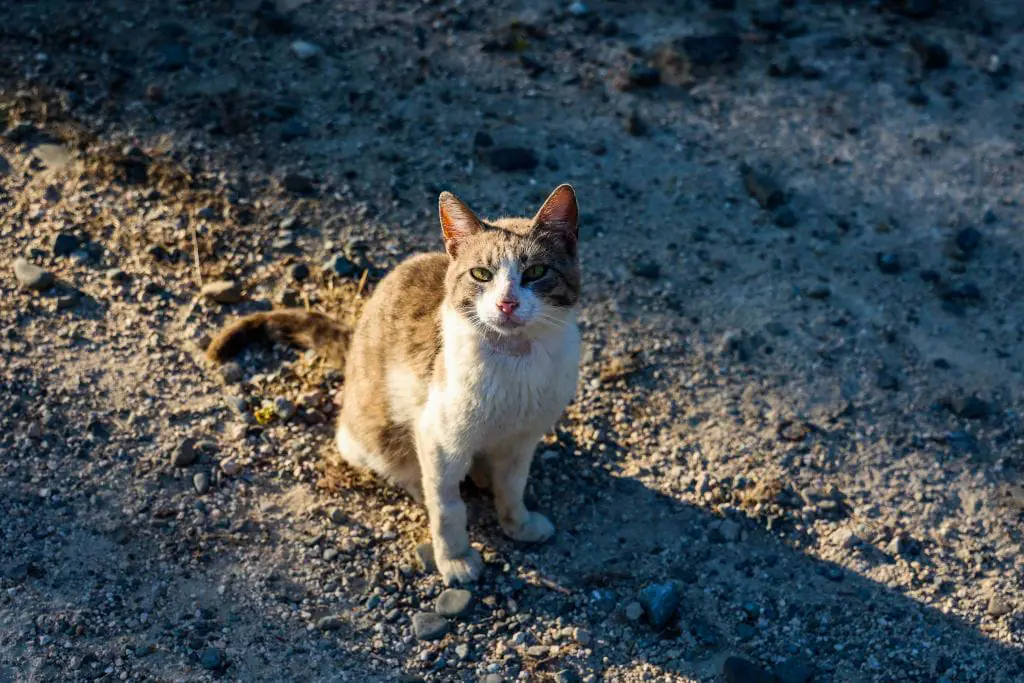 A cat looks on at a shelter established by the municipality in Nicosia on June 22, 2023. (Photo by Christina ASSI / AFP) (Photo by CHRISTINA ASSI/AFP via Getty Images)