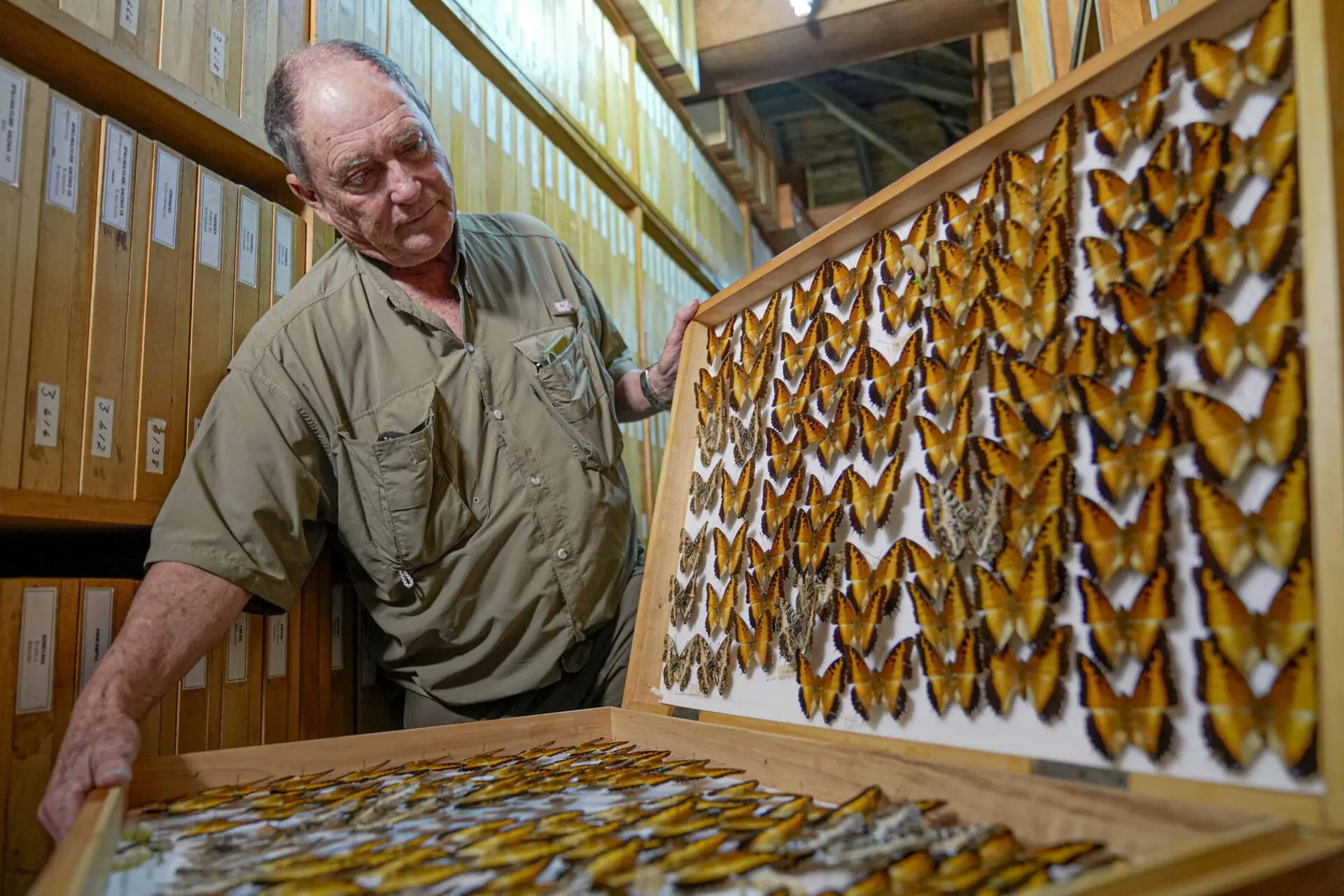 Steve Collins, a butterfly collector and the founder of the African Butterfly Research Institute (ABRI), holds a butterfly collection box in Nairobi, Kenya, Monday, Dec. 9, 2024. (AP Photo/Brian Inganga)