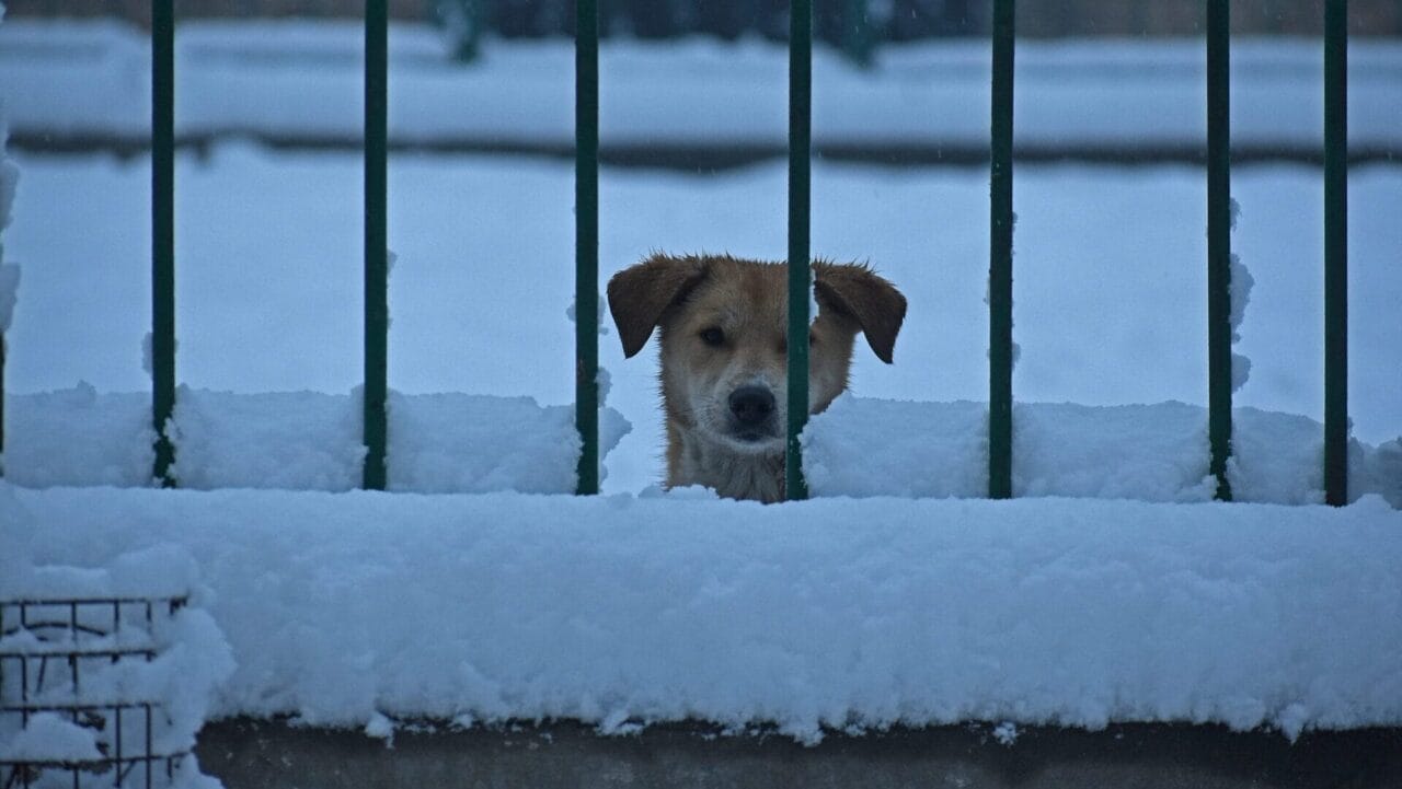 Pet safety in extreme cold: Tips from pet experts – Indianapolis News | Indiana Weather | Indiana Traffic