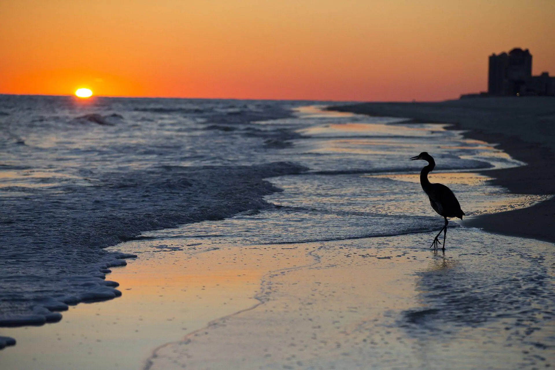 FILE - In this Nov. 19, 2014, file photo, a blue heron walks along the beach at sunset in Orange Beach, Ala. Orange Beach is located on Alabama's Gulf Coast. (AP Photo/Brynn Anderson, File)